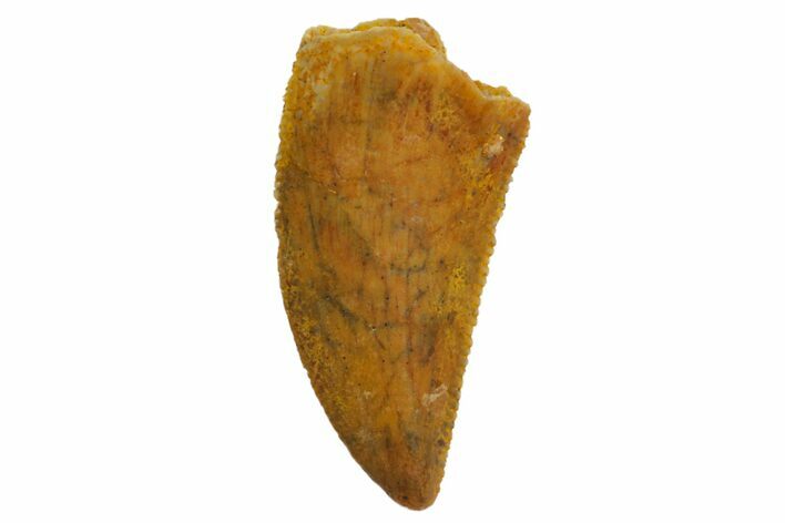 Serrated, Raptor Tooth - Real Dinosaur Tooth #135168